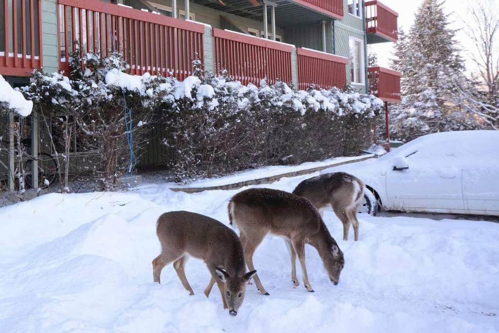 Condo Entier, Fully Equiped Pool And Spa Only In Summer Mont-Tremblant Exterior photo